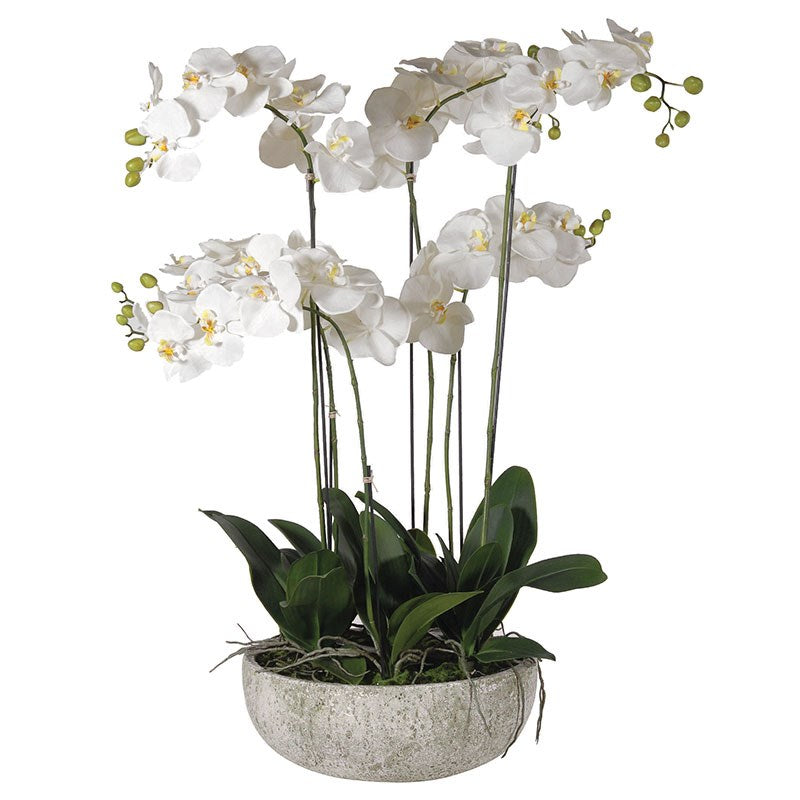 White Orchid Phalaenopsis Plants in Stone-Look Bowl / Dims: H: 970mm