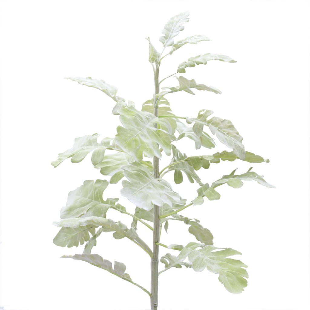 Green Large dusty Miller leaf / stem