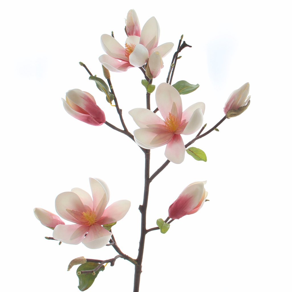 Pink Tall Magnolia branch / stem